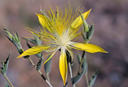 Giant Blazingstar Mentzelia laevicaulis 10 Seeds