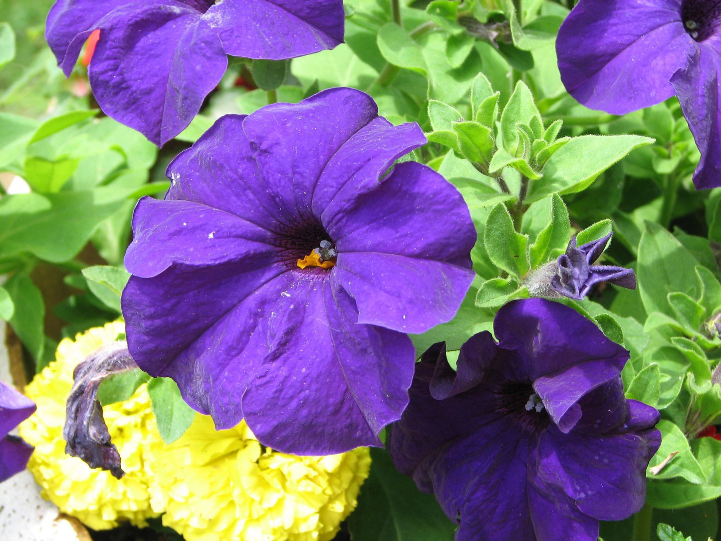 Purple Petunia  100 Seeds  Petunia Nana Compacta