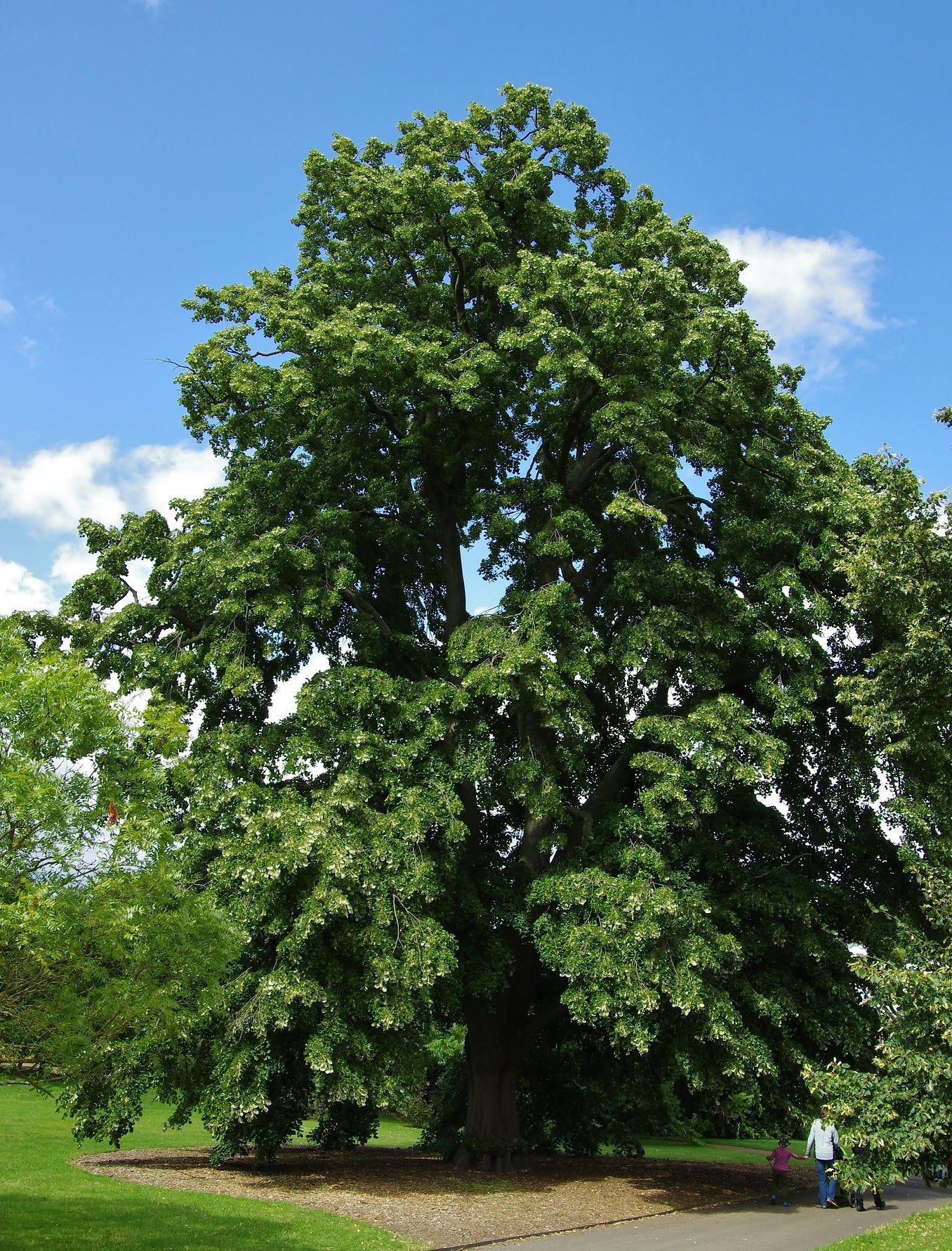 Silver Linden Silver Lime Tilia tomentosa 100 Seeds  USA Company