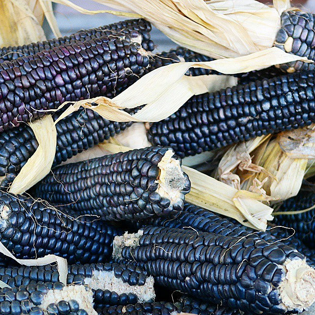 Blue Corn   20 Seeds   Zea mays