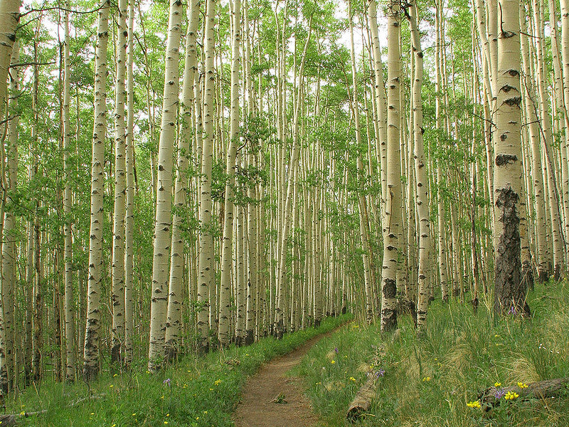 Quaking Aspen  Populus tremuloides  100 Seeds  USA Company