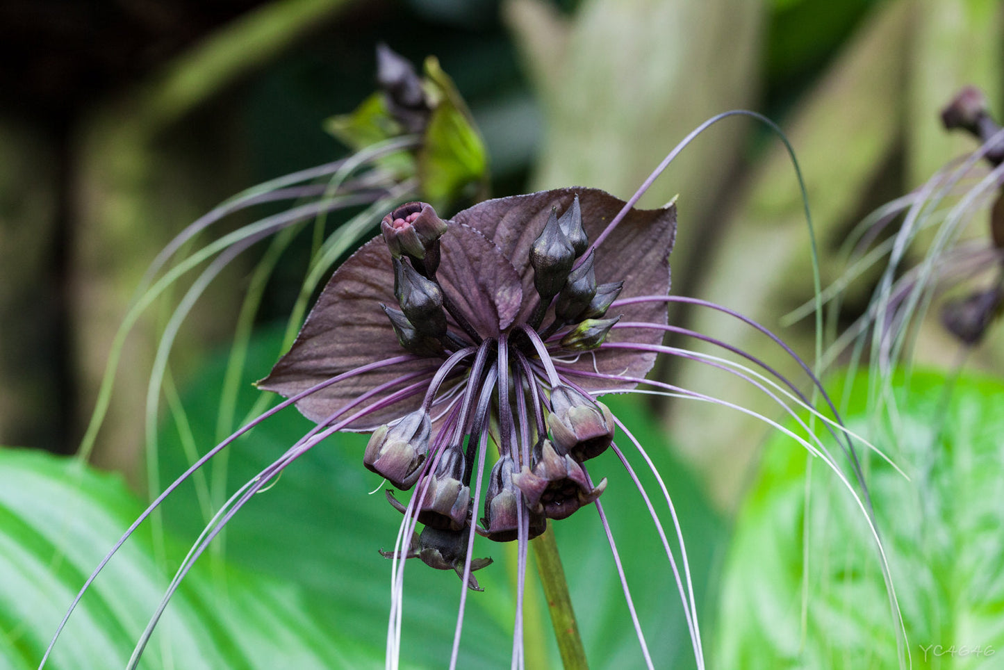 Black Bat Flower Tacca chantrieri 10 Seeds  USA Company