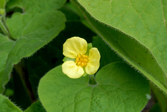 Upright Wild Ginger Saruma henryi 10 Seeds  USA Company