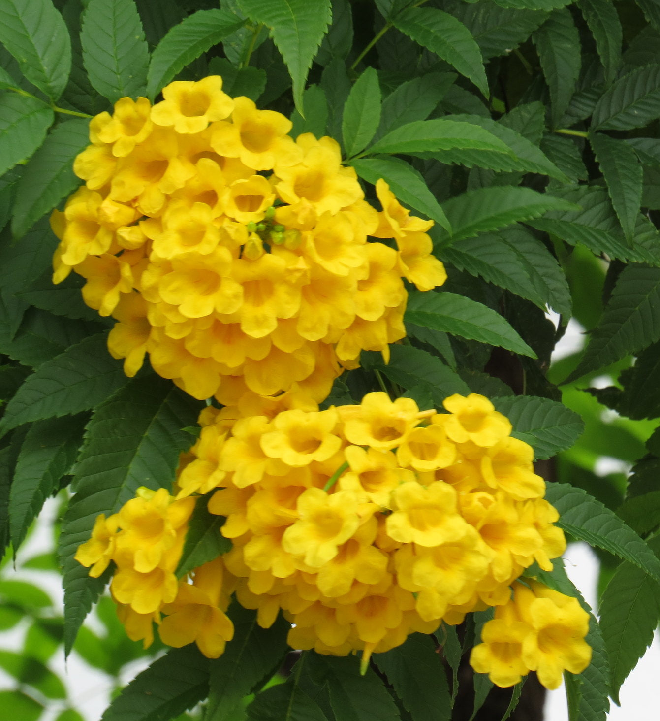 Yellow Bells Yellow Elder Tecoma stans 100 Seeds  USA Company