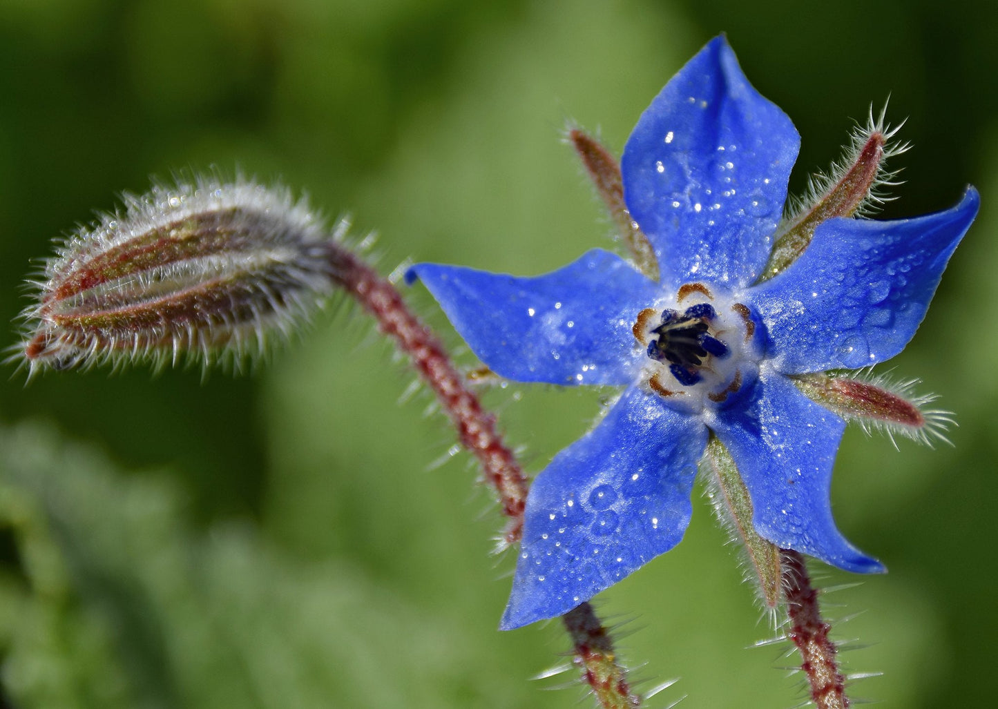 Borage  Starflower  140 Seeds  1/10 Oz  Borago officinalis