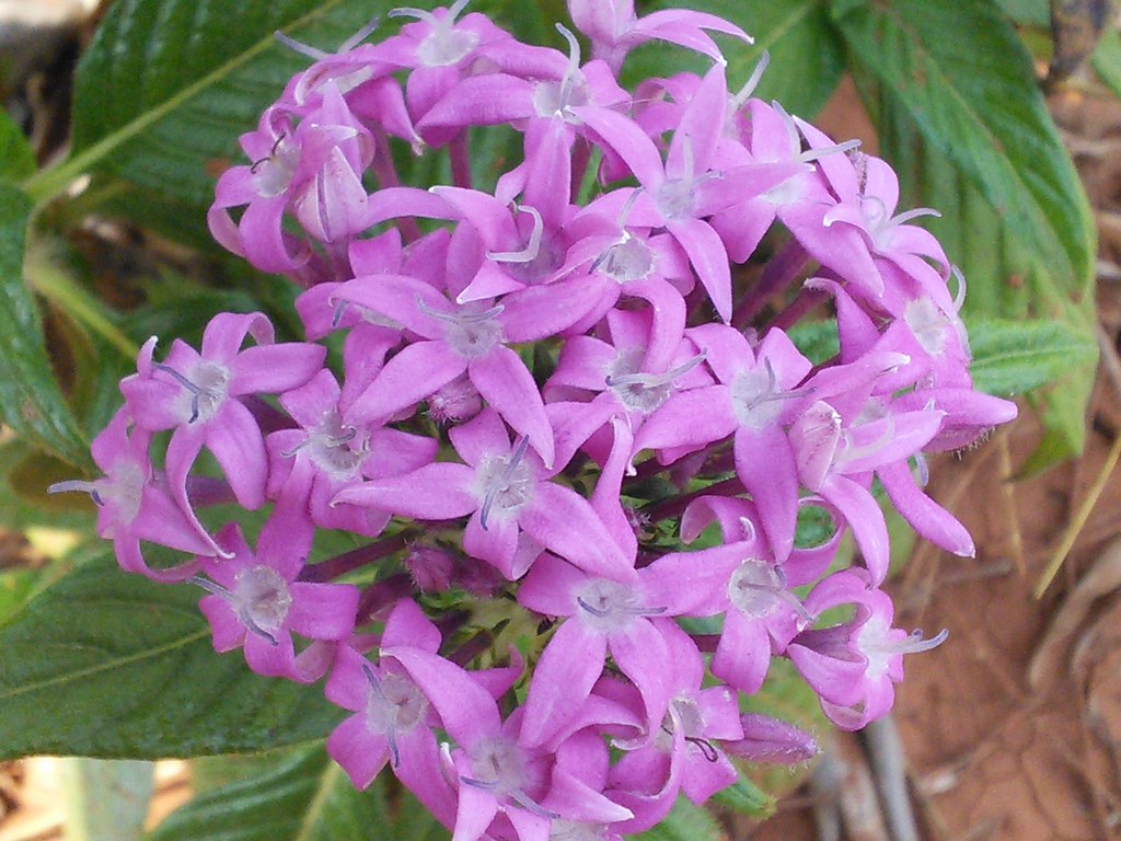Purple Pentas  Star Flower  Pentas lanceolata  25 Seeds