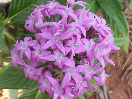 Purple Pentas  Star Flower  Pentas lanceolata  25 Seeds