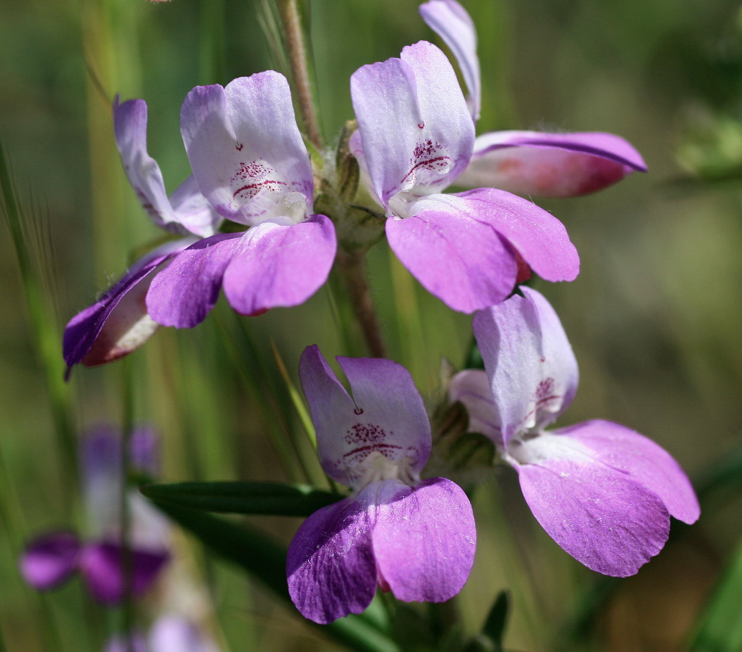 Chinese Houses  100 Seeds  Collinsia heterophylla