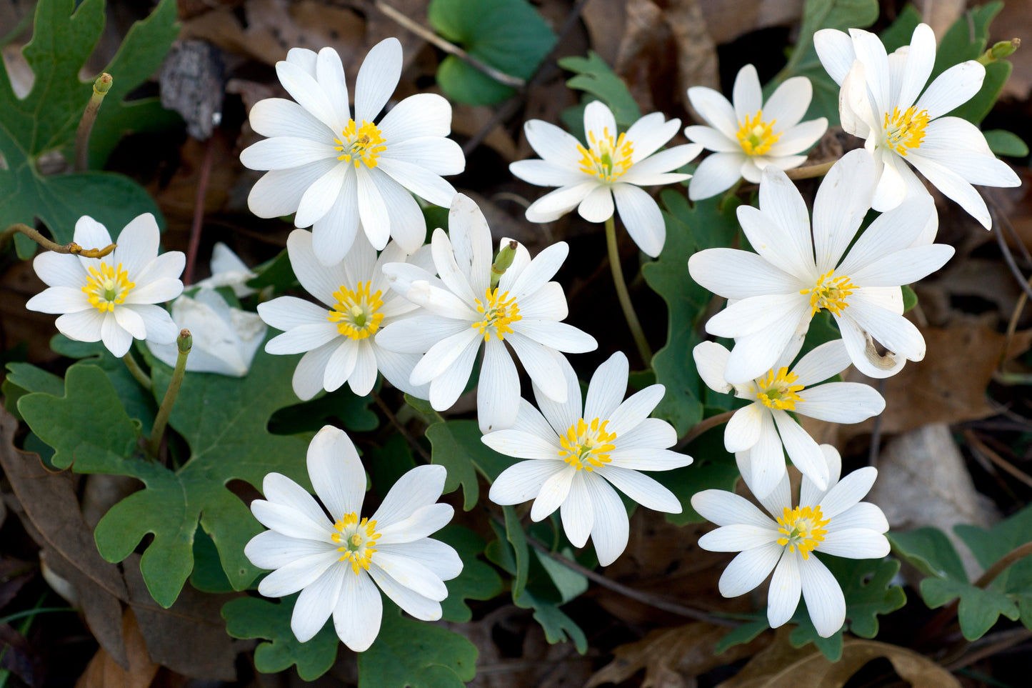 Bloodroot Sanguinaria canadensis 10 Seeds  USA Company
