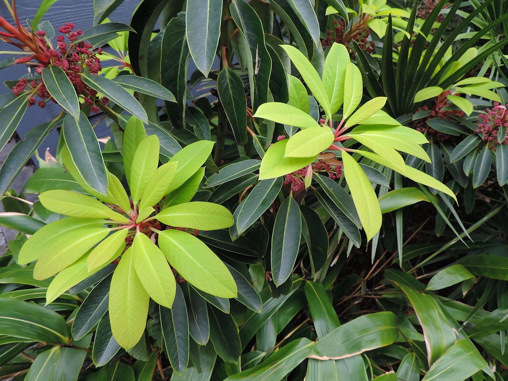 Daphniphyllum  5 Seeds  Daphniphyllum macropodum