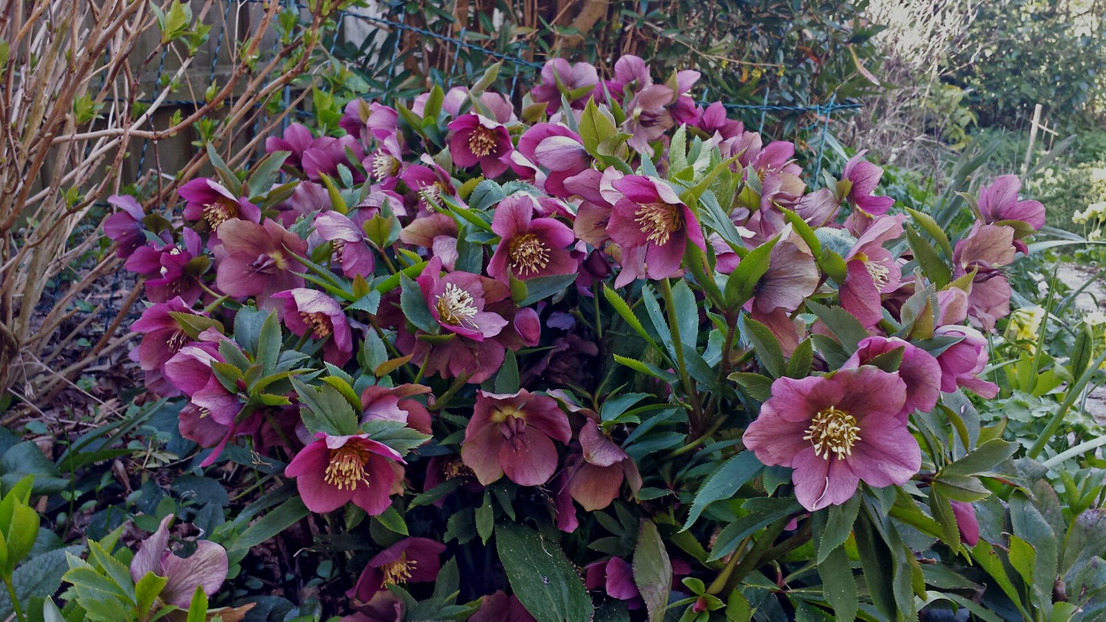lenten rose seeds Lenton Rose 10 Seeds Helleboris orientalis – R&B Floridaseeds