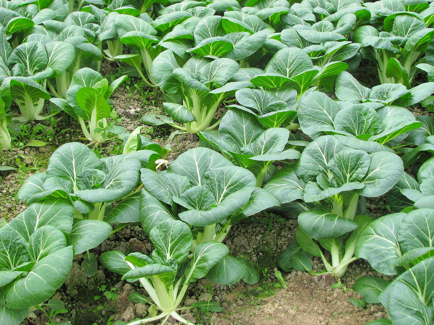 Chinese Cabbage   100 Seeds   Brassica rapa