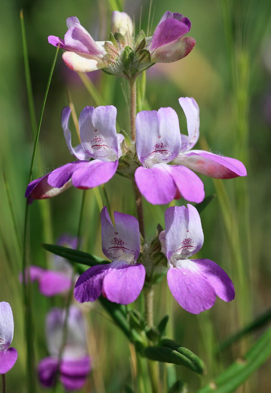 Chinese Houses  100 Seeds  Collinsia heterophylla