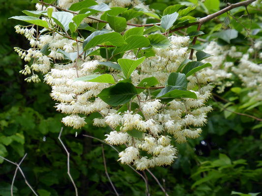 Epaulette Tree Pterostyrax psilophyllus 100 Seeds  USA Company