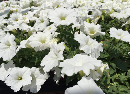 White Petunia  100 Seeds  Petunia Grandiflora