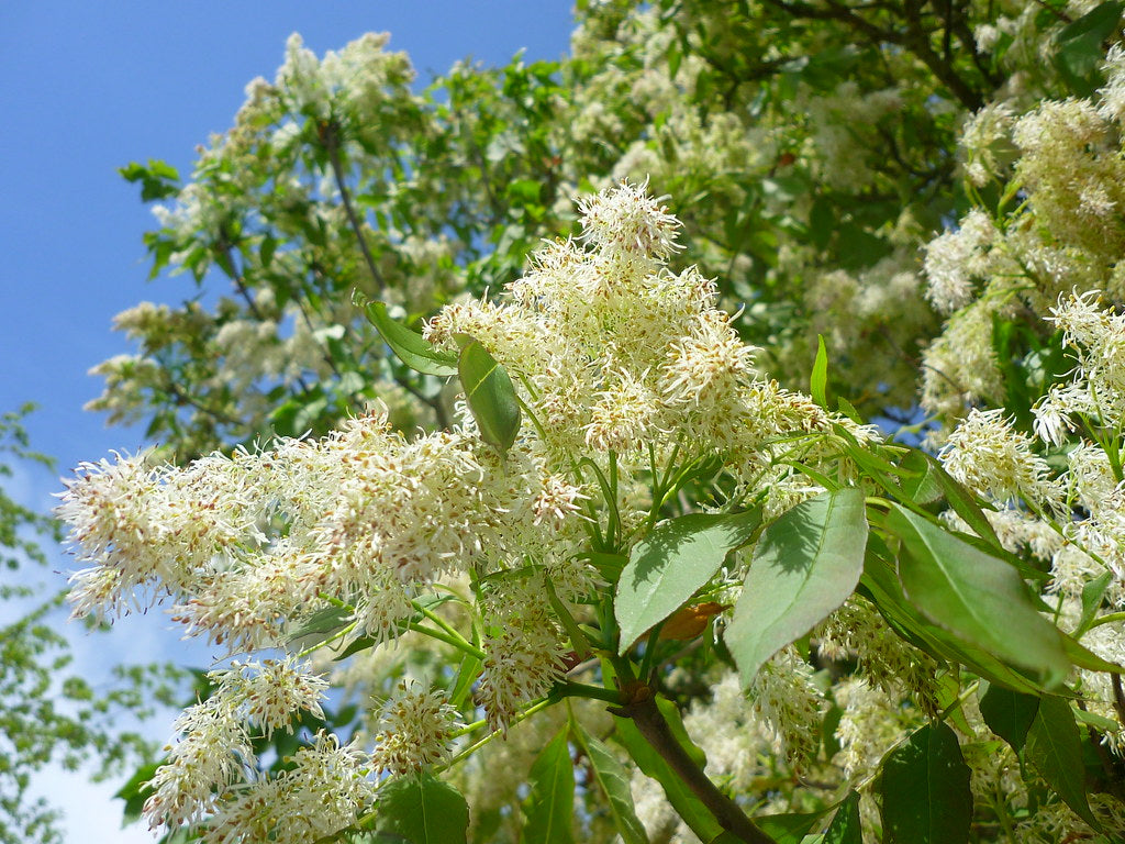 Flowering Ash  100 Seeds  Fraxinus ornus