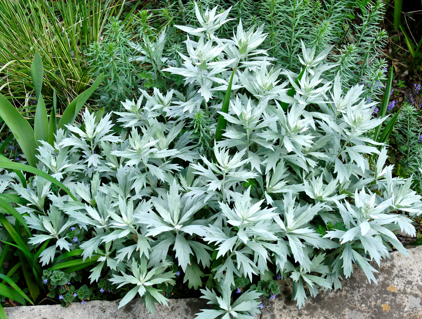 Prairie Sage  1/4 Oz Seeds  Artemisia ludoviciana