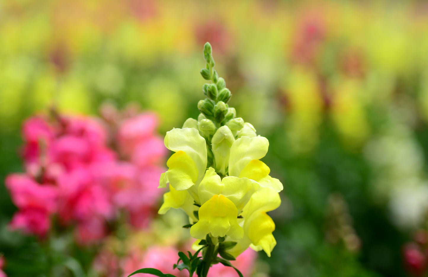 Snapdragon Antirrhinum majus 100 Seeds  USA Company