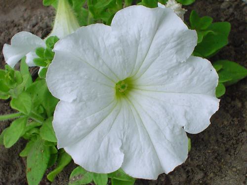 White Petunia  100 Seeds  Petunia Grandiflora