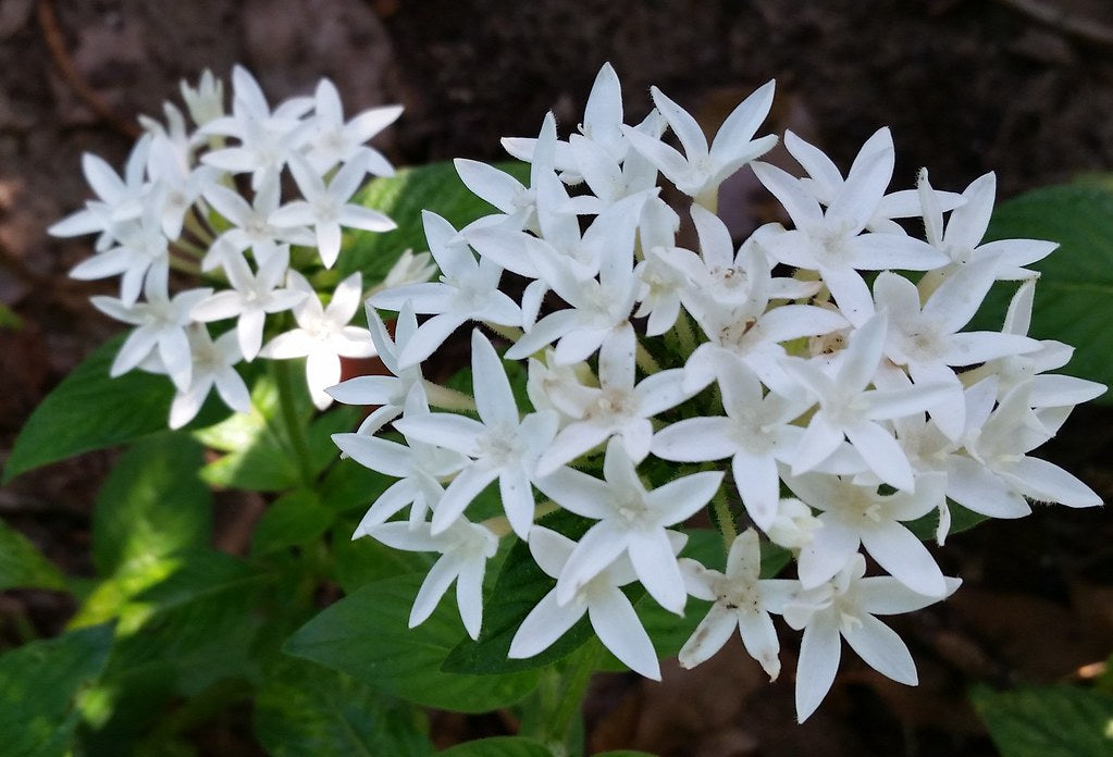 White Pentas  Star Flower  Pentas lanceolata  25 Seeds