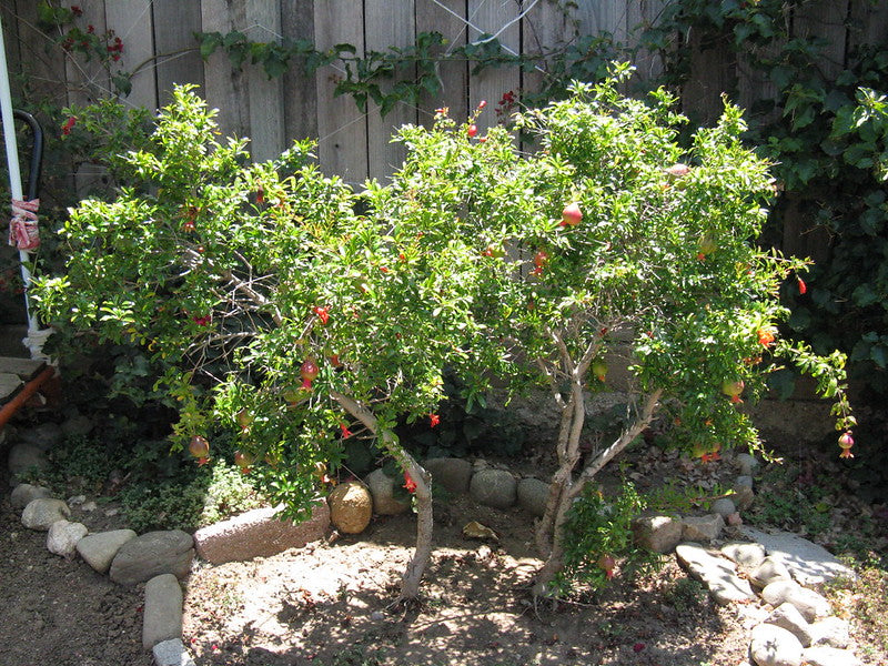Dwarf Pomegranate  25 Seeds  Punica granatum