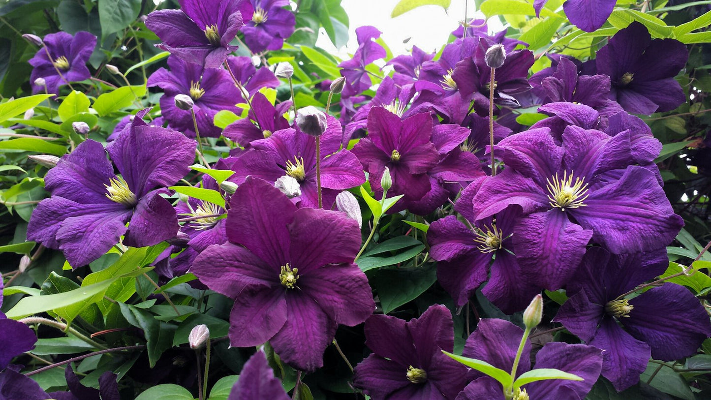 Italian Clematis  20 Seeds  Clematis viticella