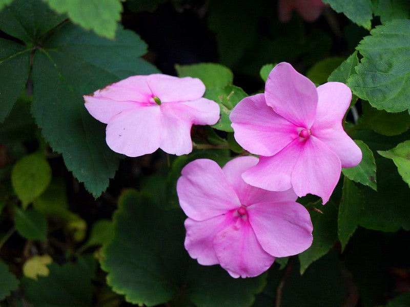 Pink Impatiens  100 Seeds  Impatiens walleriana