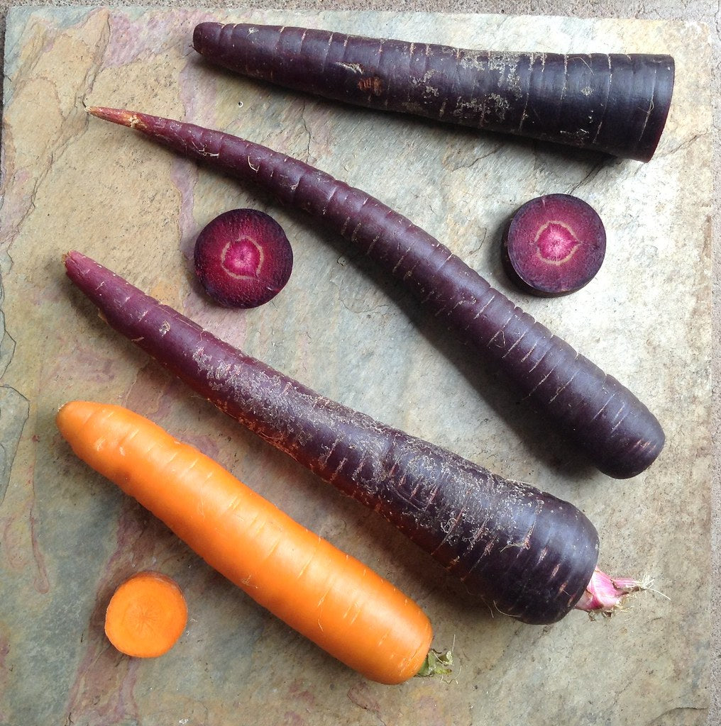 Purple Carrot   100 Seeds   Daucus carota