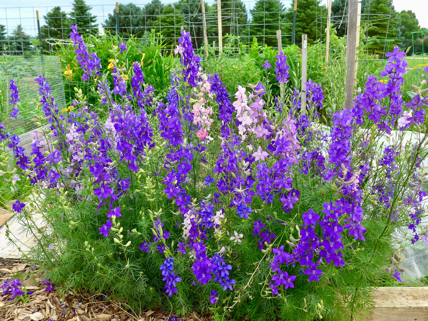 Rocket Larkspur  100 Seeds  Delphinium consolida