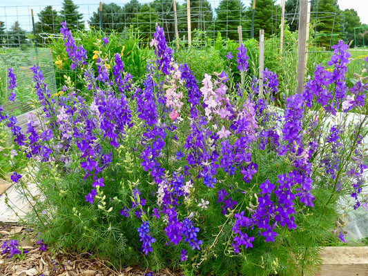 Rocket Larkspur  100 Seeds  Delphinium consolida