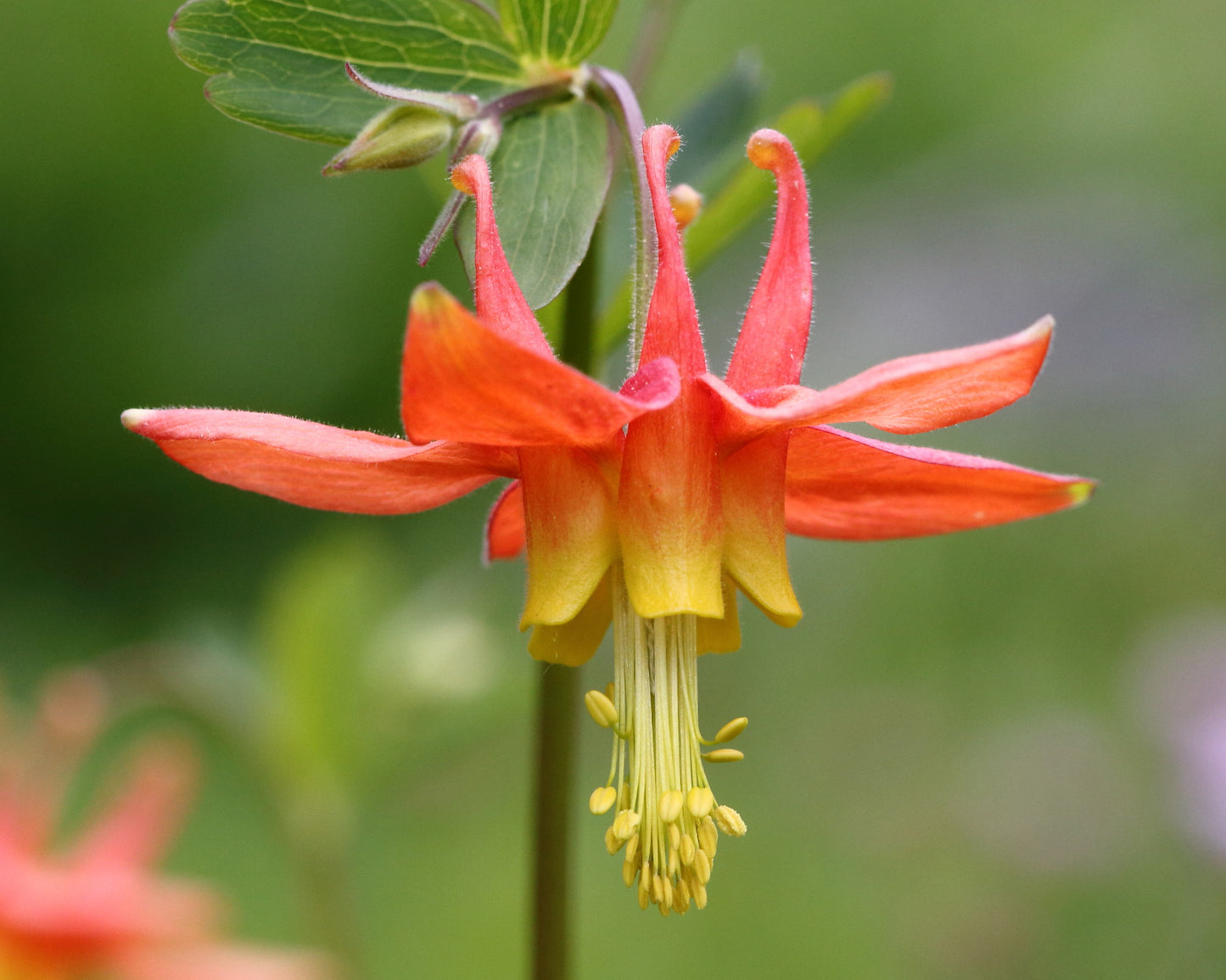 Western Columbine  100 Seeds  Aquilegia formosa