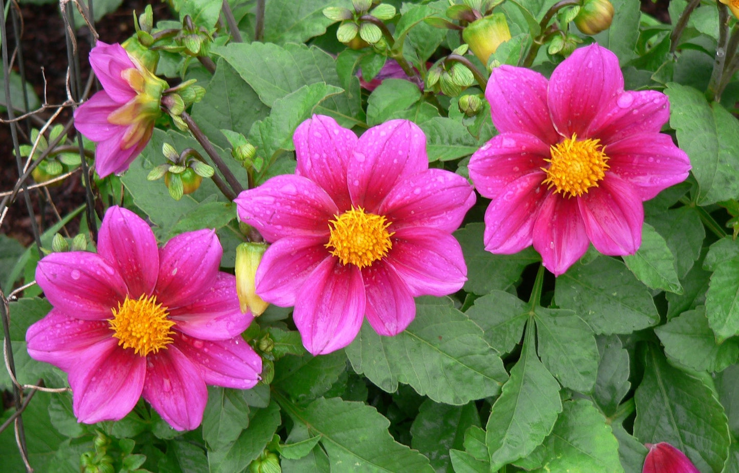 Dwarf Dahlia  100 Seeds  Dahlia variabilis