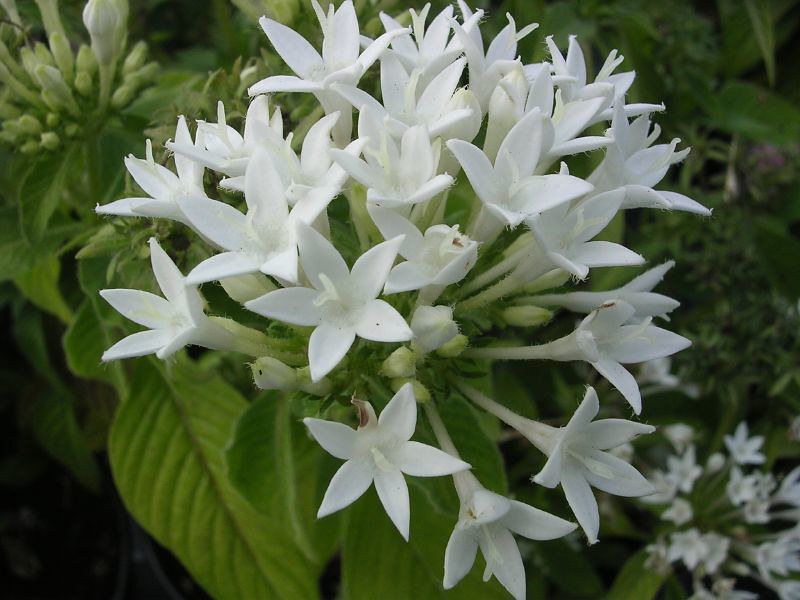 White Pentas  Star Flower  Pentas lanceolata  25 Seeds