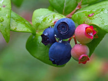 Load image into Gallery viewer, Highbush Blueberry  Fruit  20 Seeds  Vaccinium corymbosum