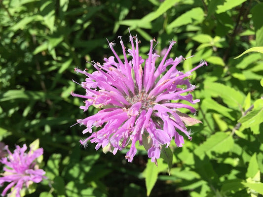 Wild Bergamot  100 Seeds  Monarda fistulosa