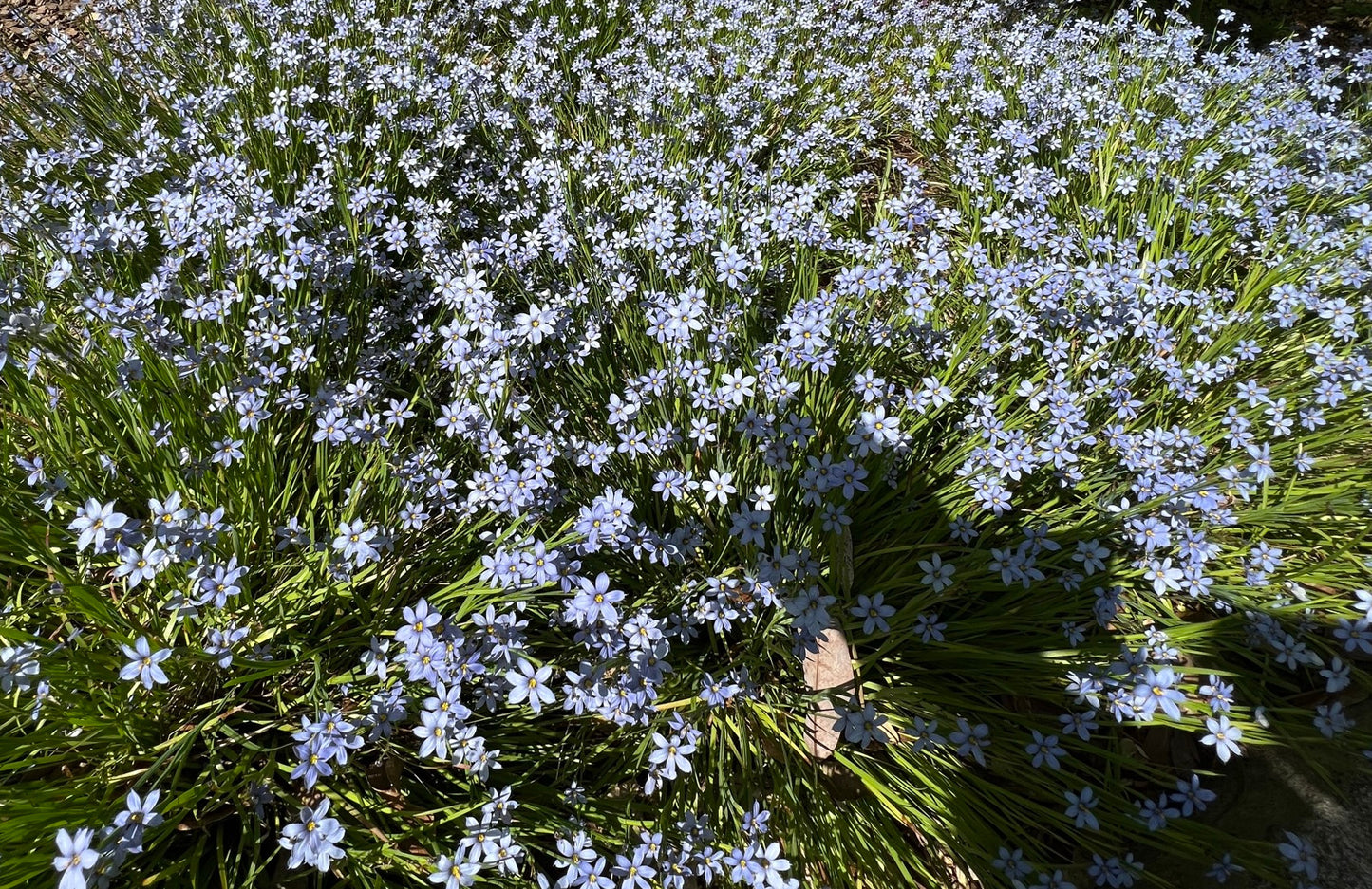 Blue-Eyed Grass   100 Seeds   Sisyrinchium angustifolium