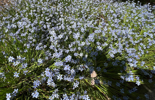 Blue-Eyed Grass   100 Seeds   Sisyrinchium angustifolium