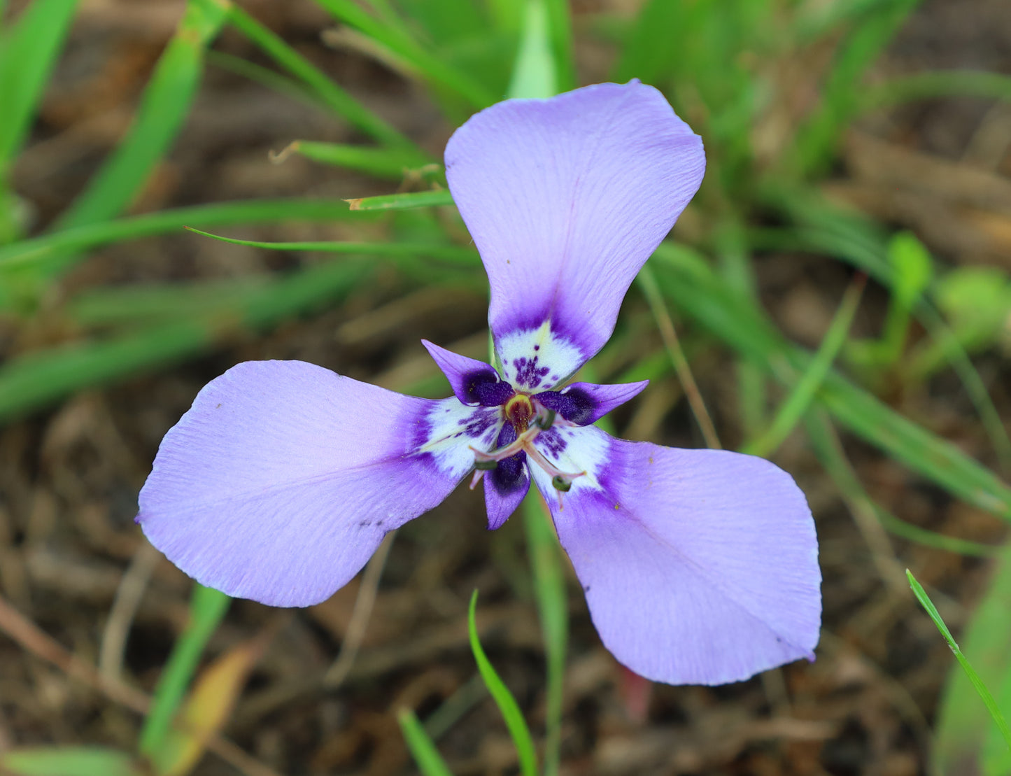 Prairie Nymph  10 Seeds  Herbertia lahue