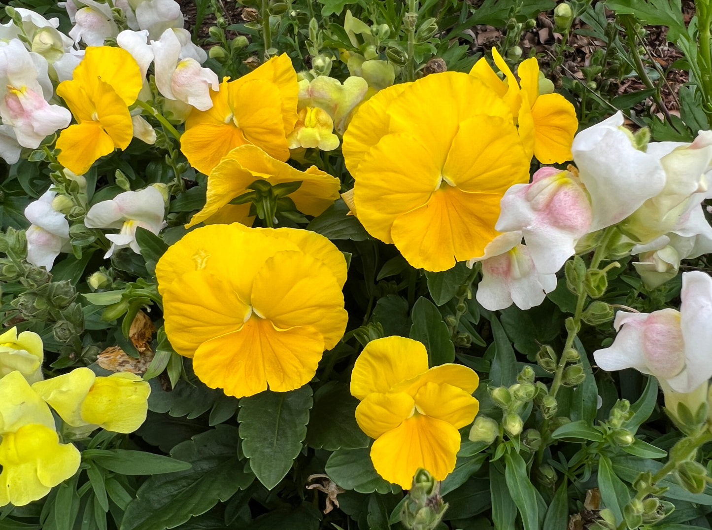 Yellow Pansy  100 Seeds  Viola wittrockiana