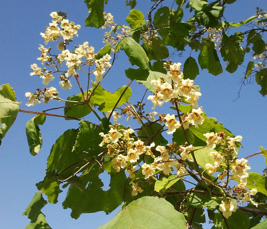 Yellow Catalpa  Catalpa ovata  100 Seeds  USA Company