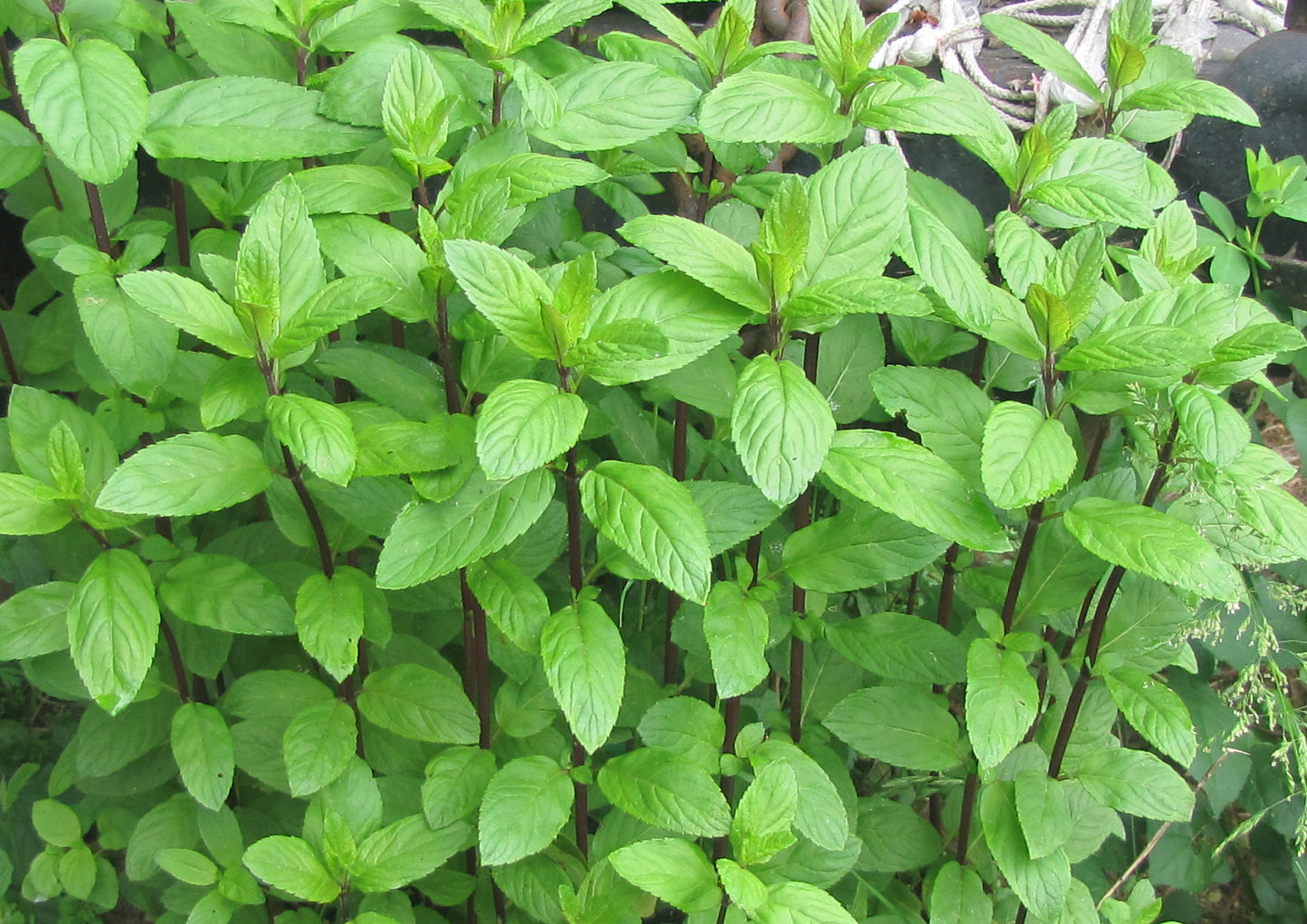 Peppermint   100 Seeds  Mentha piperita
