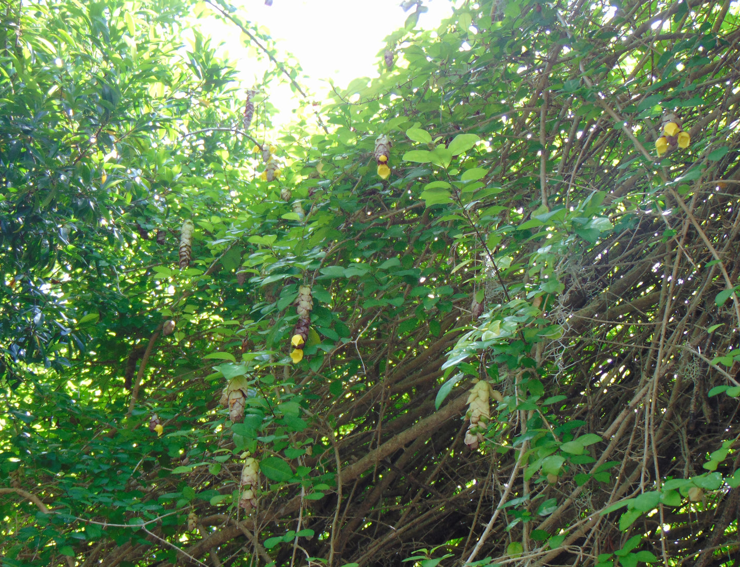 Parrot’s Beak   5 Seeds   Gmelina philippensis
