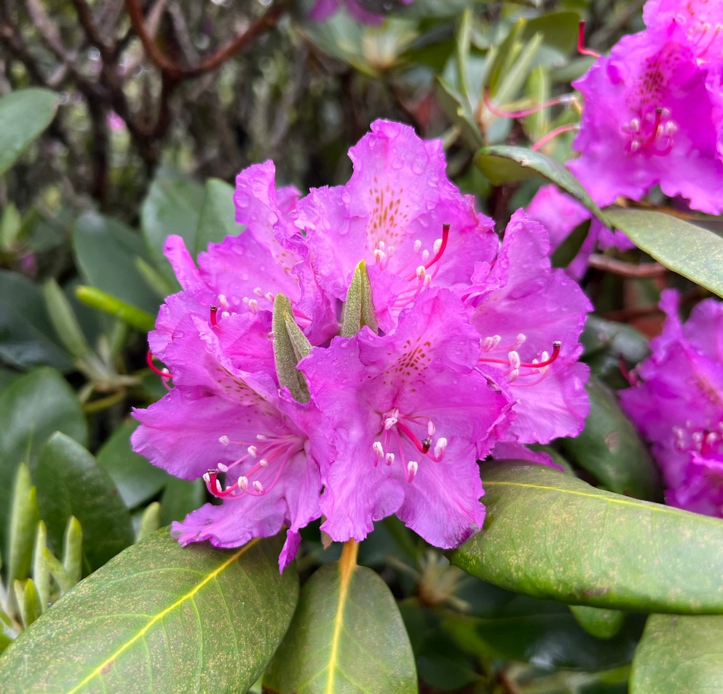 Catawba Rhododendron  50 Seeds  Rhododendron catawbiense