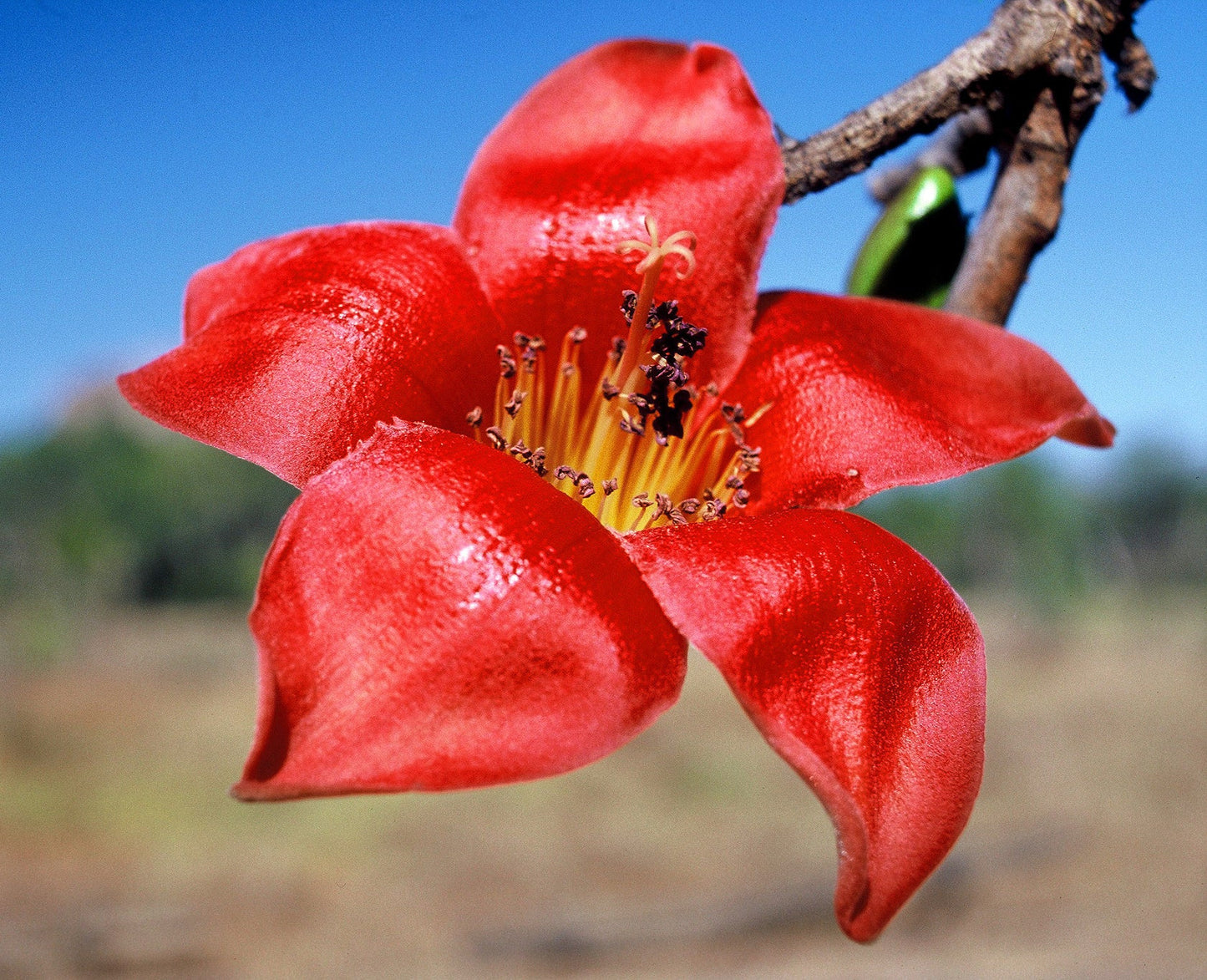 Red Silk Cotton Tree Bombax ceiba 200 Seeds