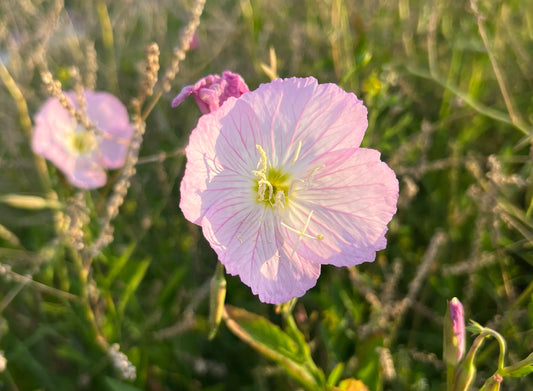 Showy Evening Primrose  100 Seeds  Oenothera speciosa