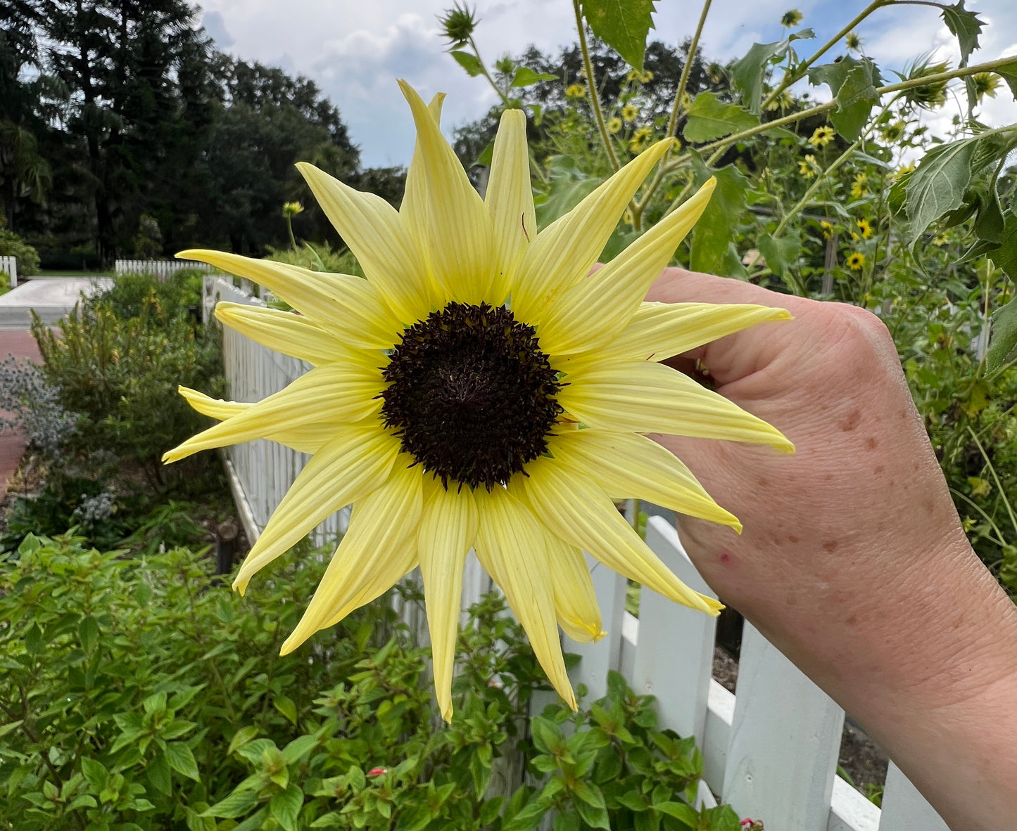 Sunflower Vanilla Ice Helianthus debilis 100 Seeds