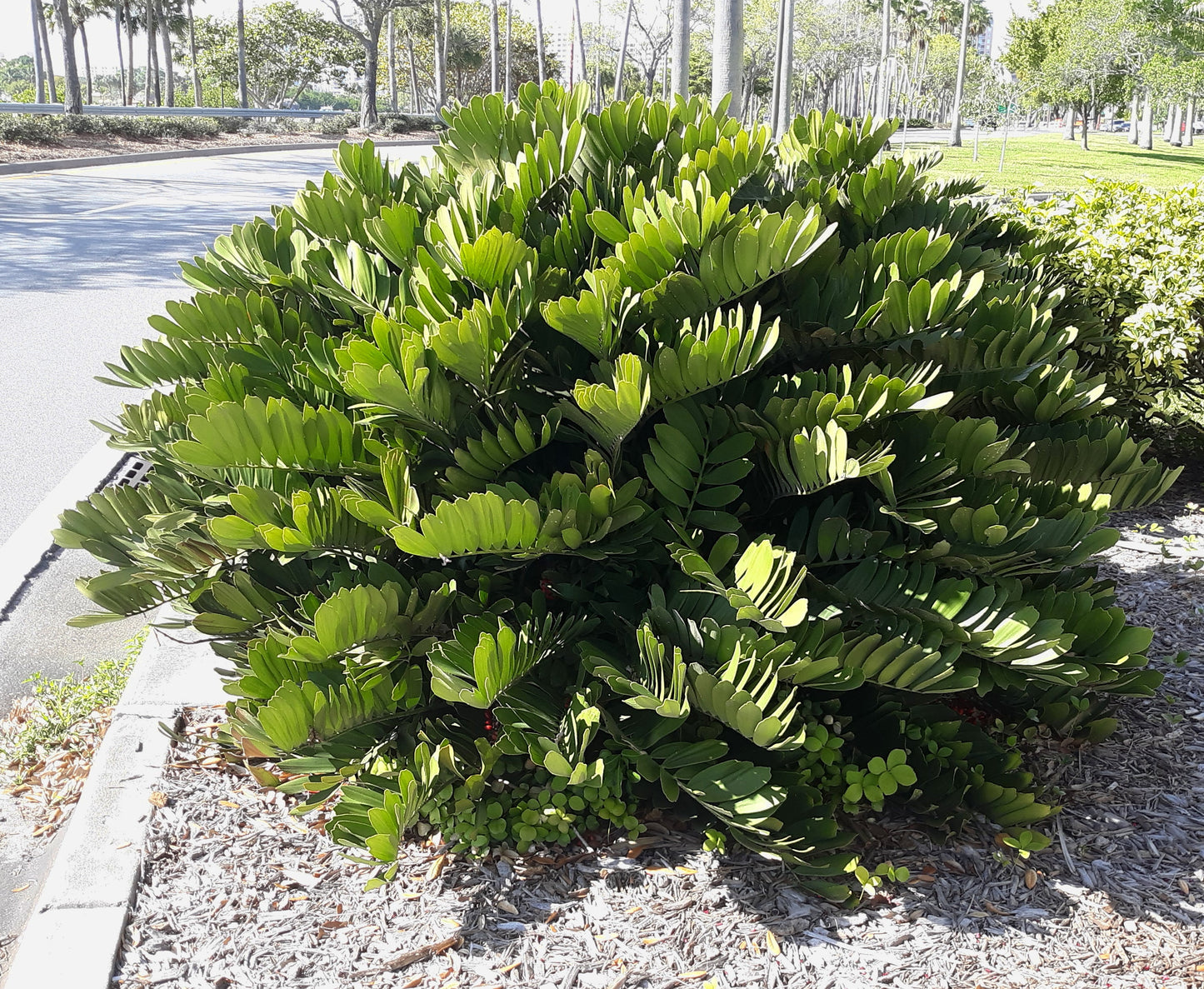 Cardboard Palm Cycad Zamia furfuracea 10 Seeds  USA Company