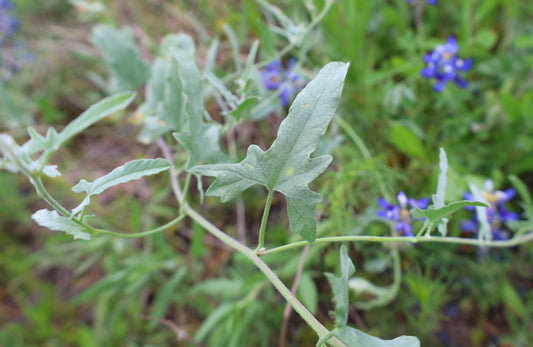 Texas Bindweed  5 Seeds  Convolvulus equitans