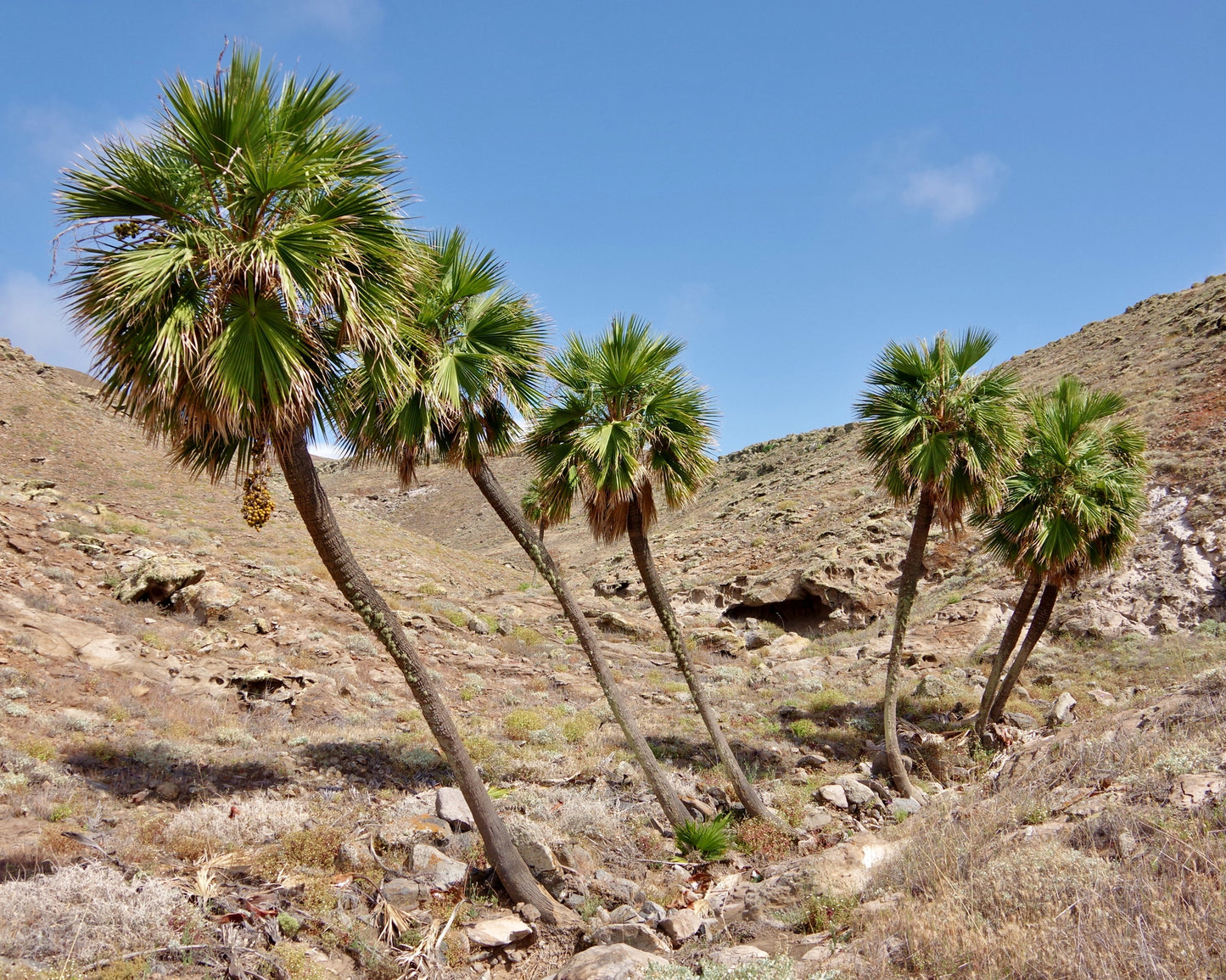 Guadalupe Palm  Brahea edulis  10 Seeds  USA Company