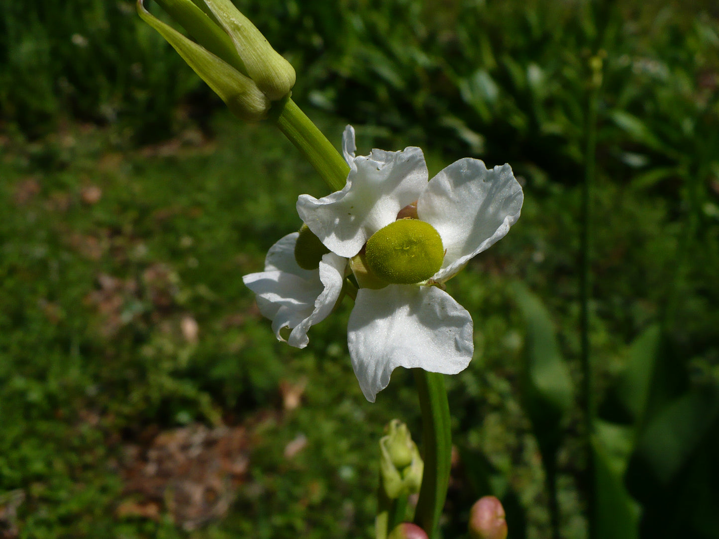 Broadleaf Arrowhead  100 Seeds  Sagittaria latifolia